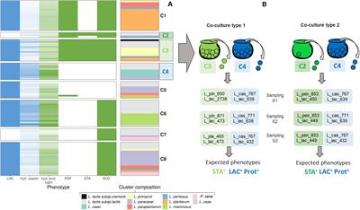 Function-Driven Design of Lactic Acid Bacteria Co-cultures to Produce New Fermented Food Associating Milk and Lupin